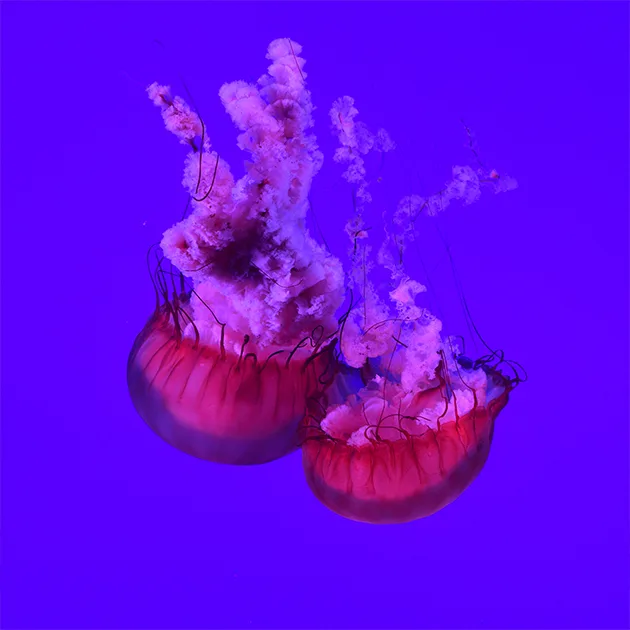 海星体育baolong